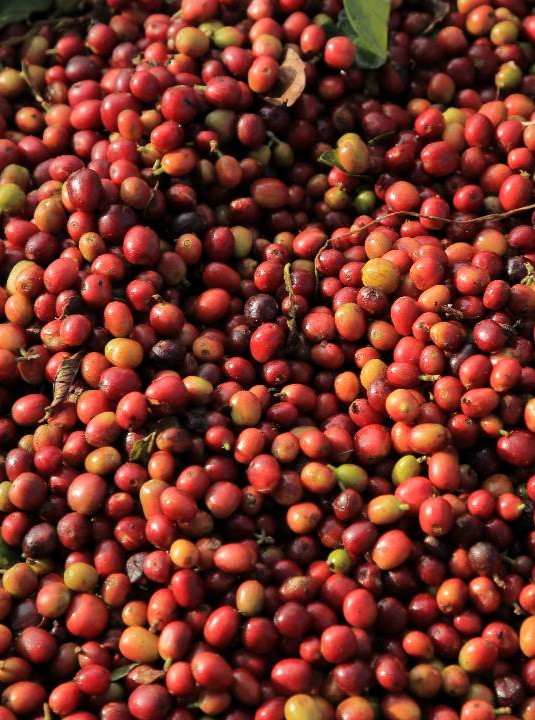 Guji Coffee
