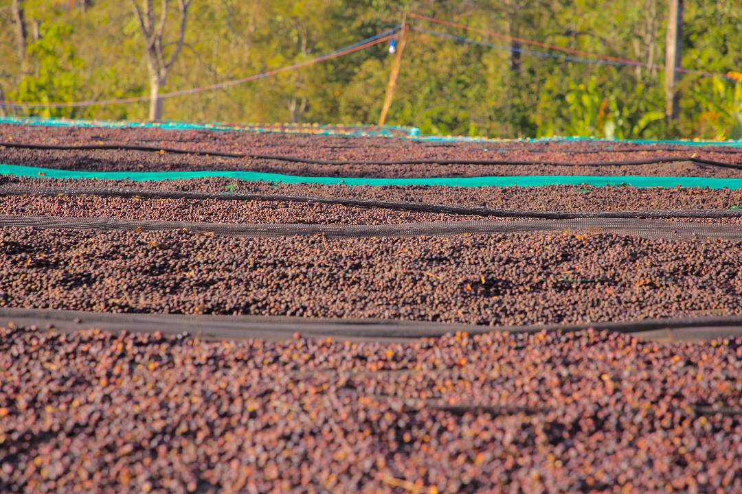 Sun-dried natural processing